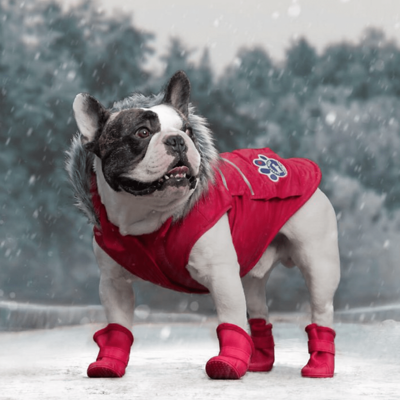 The-10-Best-Dog-Winter-Coats-For-Your-Pup-e1638389688120