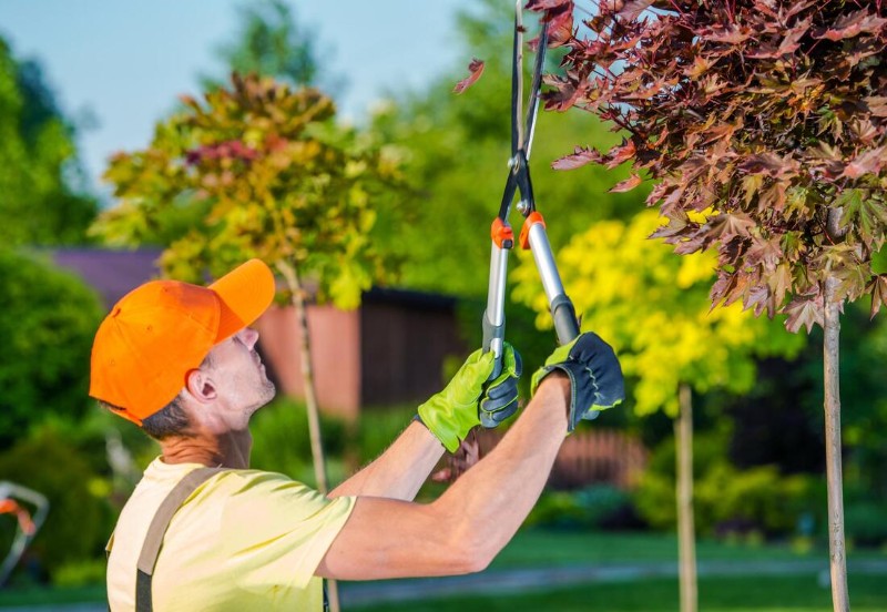chilliwack-tree-services-tree-pruning-2_orig