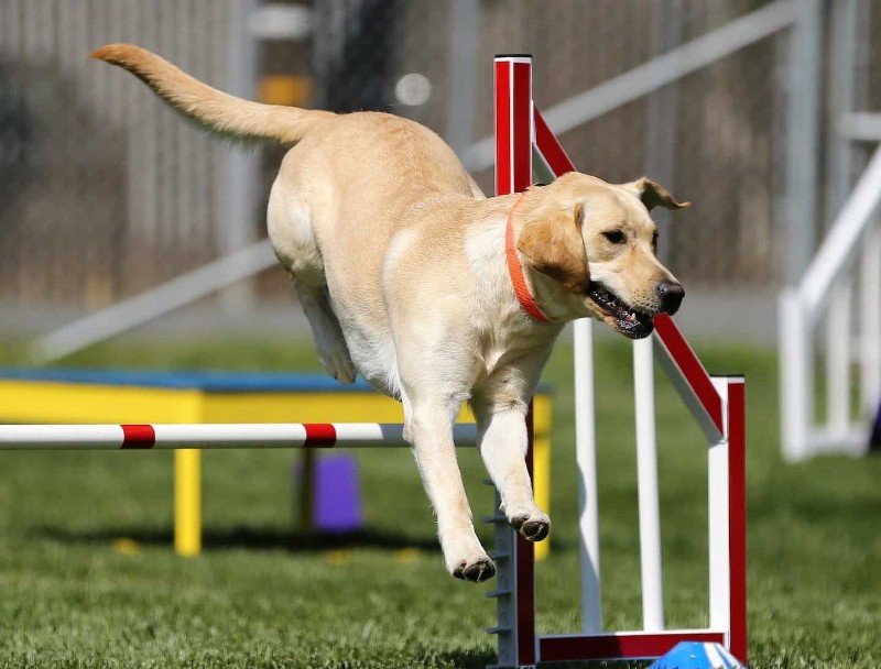 Dog-Agility-In-London-Guide-to-Dog-Agility-Classes-in-London-Leslie-Black-min