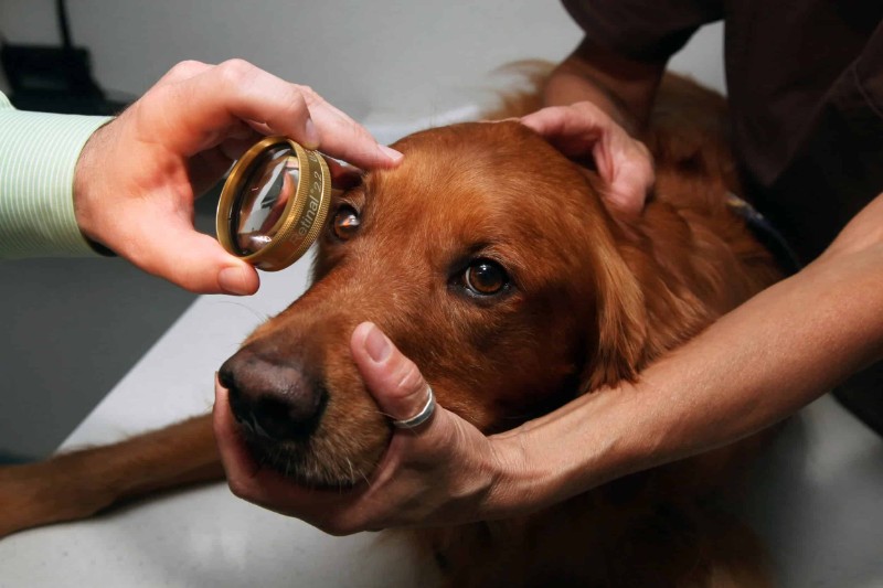 veterinary-ophthalmology veterinary-ophthalmology